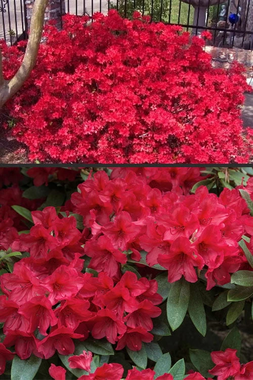 Vivid Azalea - 1 Gallon Pot 5 Vivid Azalea - 1 Gallon Pot - Image 5