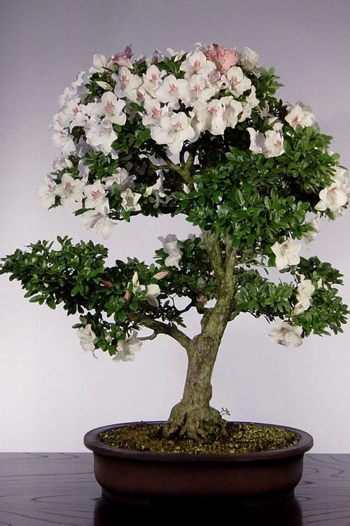 Joga Satsuki Azalea - 3 Gallon Pot 5 Joga Satsuki Azalea - 3 Gallon Pot - Image 5