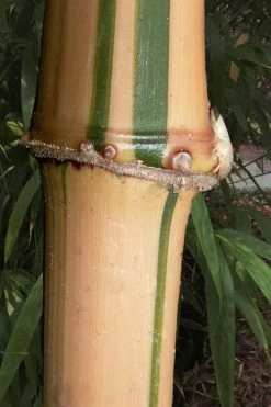 Golden Square Stem Bamboo (Chimonobambusa Quadrangularis 'Suow') - 3 Gallon Pot