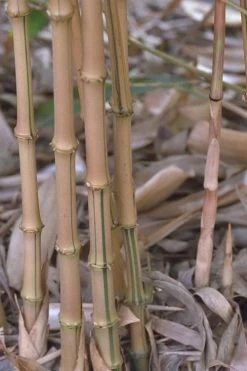 Golden Square Stem Bamboo (Chimonobambusa Quadrangularis 'Suow') - 3 Gallon Pot -Shrub Plant Shop bamboo golden square stem 5