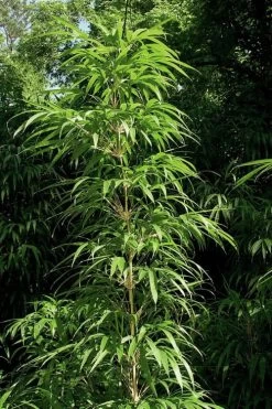 Golden Square Stem Bamboo (Chimonobambusa Quadrangularis 'Suow') - 3 Gallon Pot -Shrub Plant Shop bamboo golden square stem 6