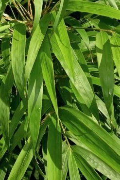 Golden Square Stem Bamboo (Chimonobambusa Quadrangularis 'Suow') - 3 Gallon Pot -Shrub Plant Shop bamboo golden square stem 7