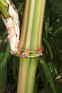 Golden Square Stem Bamboo (Chimonobambusa Quadrangularis 'Suow') - 5 Gallon Pot -Shrub Plant Shop bamboo golden square stem 9 1