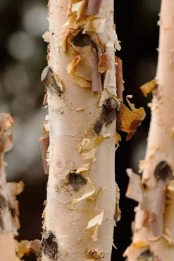 DuraHeat River Birch (Betula Nigra) - 3 Gallon Pot -Shrub Plant Shop betula nigra dura heat river birch bark