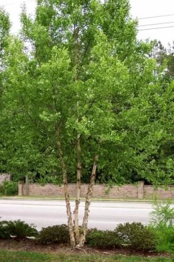 DuraHeat River Birch (Betula Nigra) - 3 Gallon Pot -Shrub Plant Shop betula nigra dura heat river birch tree 2