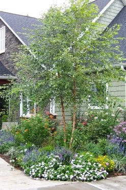 DuraHeat River Birch (Betula Nigra) - 3 Gallon Pot -Shrub Plant Shop betula nigra dura heat river birch tree 3