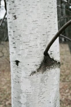 Gray Birch Tree (Betula Populifolia) - 3 Pack Of 1.5 Quart Pots 10 Gray Birch Tree (Betula Populifolia) - 3 Pack Of 1.5 Quart Pots -Shrub Plant Shop betula populifolia grey birch tree 1