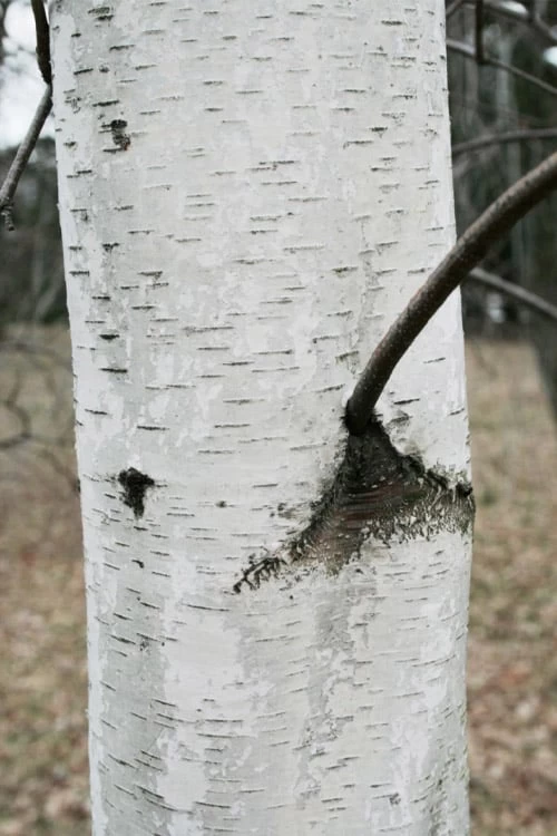 Gray Birch Tree (Betula Populifolia) - 3 Pack Of 1.5 Quart Pots 5 Gray Birch Tree (Betula Populifolia) - 3 Pack Of 1.5 Quart Pots - Image 5