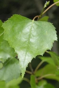 Gray Birch Tree (Betula Populifolia) - 3 Pack Of 1.5 Quart Pots 9 Gray Birch Tree (Betula Populifolia) - 3 Pack Of 1.5 Quart Pots -Shrub Plant Shop betula populifolia grey birch tree 2