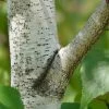 Gray Birch Tree (Betula Populifolia) - 3 Pack Of 1.5 Quart Pots