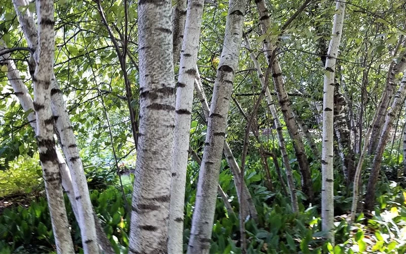 Gray Birch Tree (Betula Populifolia) - 3 Pack Of 1.5 Quart Pots 6 Gray Birch Tree (Betula Populifolia) - 3 Pack Of 1.5 Quart Pots - Image 6