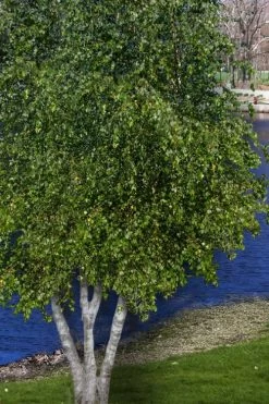 Gray Birch Tree (Betula Populifolia) - 3 Pack Of 1.5 Quart Pots 8 Gray Birch Tree (Betula Populifolia) - 3 Pack Of 1.5 Quart Pots -Shrub Plant Shop betula populifolia grey birch tree 5