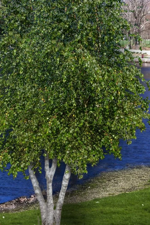 Gray Birch Tree (Betula Populifolia) - 3 Pack Of 1.5 Quart Pots 3 Gray Birch Tree (Betula Populifolia) - 3 Pack Of 1.5 Quart Pots - Image 3