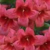 Shalimar Red Crossvine - Bignonia Capreolata - 6 Pack Of 1 Gallon Pots