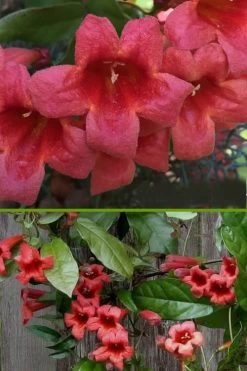 Shalimar Red Crossvine - Bignonia Capreolata - 6 Pack Of 1 Gallon Pots -Shrub Plant Shop bignonia shalimar red crossvine 500x750 1