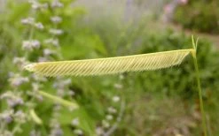 Blonde Ambition Blue Grama Grass (Bouteloua Gracilis) - 6 Pack Of 1 Gallon Pots -Shrub Plant Shop bouteloua gracilis blonde ambition grama grass 1