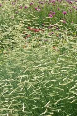 Blonde Ambition Blue Grama Grass (Bouteloua Gracilis) - 6 Pack Of 1 Gallon Pots -Shrub Plant Shop bouteloua gracilis blonde ambition grama grass 2