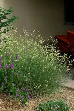 Blonde Ambition Blue Grama Grass (Bouteloua Gracilis) - 6 Pack Of 1 Gallon Pots -Shrub Plant Shop bouteloua gracilis blonde ambition grama grass 4
