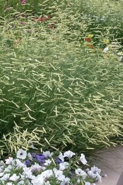 Blonde Ambition Blue Grama Grass (Bouteloua Gracilis) - 6 Pack Of 1 Gallon Pots