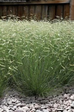 Blonde Ambition Blue Grama Grass (Bouteloua Gracilis) - 6 Pack Of 1 Gallon Pots -Shrub Plant Shop bouteloua gracilis blonde ambition grama grass 6