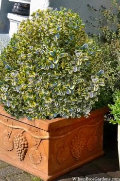 Sunburst Variegated Korean Boxwood - 1 Gallon Pot -Shrub Plant Shop boxwood sunburst golden 11