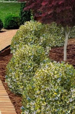 Sunburst Variegated Korean Boxwood - 1 Gallon Pot -Shrub Plant Shop boxwood sunburst golden 4
