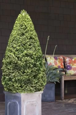 Variegated Boxwood (Buxus Sempervirens 'Aureovariegata') - 2 Gallon Pot - SALE -Shrub Plant Shop boxwood variegated cone 2
