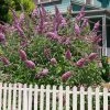 Pink Delight Butterfly Bush - 3 Gallon Pot