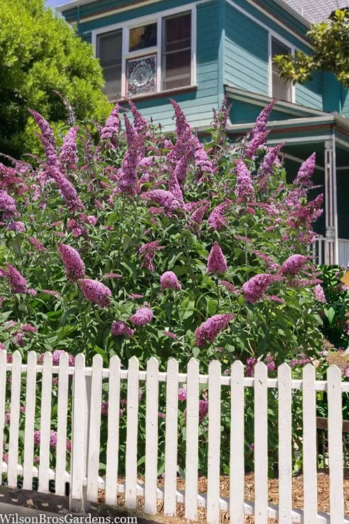 Pink Delight Butterfly Bush - 3 Gallon Pot 1 Pink Delight Butterfly Bush - 3 Gallon Pot