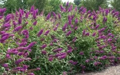 RoyalRazz Butterfly Bush (Buddleia) - 3 Gallon Pot -Shrub Plant Shop buddleia royalrazz butterfly bush 2