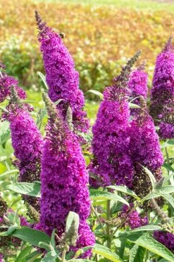 RoyalRazz Butterfly Bush (Buddleia) - 3 Gallon Pot