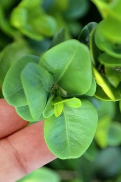 Gordo Boxwood - 5 Pack Of Quart Pots 10 Gordo Boxwood - 5 Pack Of Quart Pots -Shrub Plant Shop buxus gordo boxwood 3