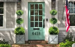 Green Mountain Boxwood 3-Ball Poodle Tier Topiary - 6 Gallon Pot -Shrub Plant Shop buxus green mountain 3 ball topiary 20