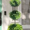 Green Mountain Boxwood 3-Ball Poodle Tier Topiary - 6 Gallon Pot