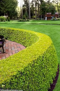 Golden Triumph Variegated Dwarf Boxwood - 3 Gallon Pot -Shrub Plant Shop buxus microphylla golden triumph boxwood hedge 2