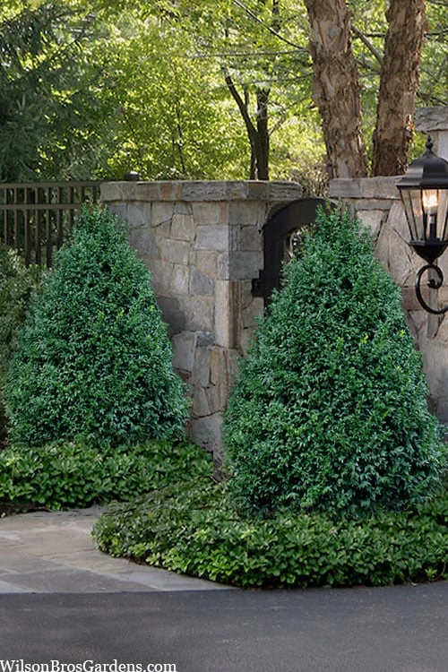 John Baldwin Boxwood - 1 Gallon Pot 1 John Baldwin Boxwood - 1 Gallon Pot