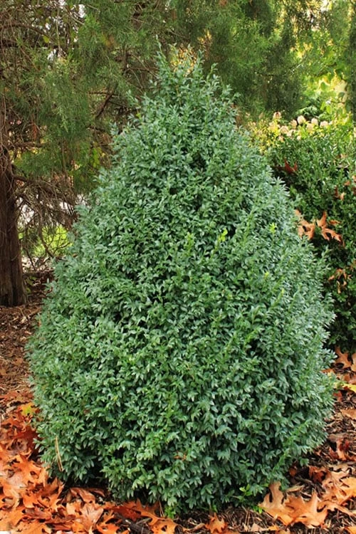 John Baldwin Boxwood - 1 Gallon Pot 6 John Baldwin Boxwood - 1 Gallon Pot - Image 6
