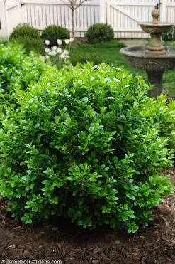 Little Missy Dwarf Boxwood - 6 Pack Of 1 Gallon Pots
