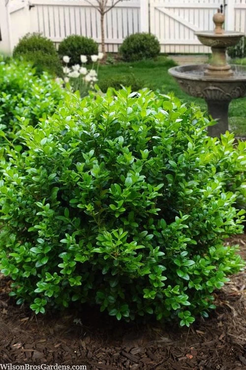 Little Missy Dwarf Boxwood - 6 Pack Of 1 Gallon Pots 1 Little Missy Dwarf Boxwood - 6 Pack Of 1 Gallon Pots