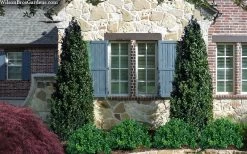 Arctic Emerald Columnar Boxwood - 1 Gallon Pot -Shrub Plant Shop buxus sempervirens arctic emerald boxwood 103