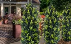 Arctic Emerald Columnar Boxwood - 1 Gallon Pot -Shrub Plant Shop buxus sempervirens arctic emerald boxwood 105