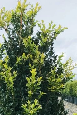 Arctic Emerald Columnar Boxwood - 1 Gallon Pot -Shrub Plant Shop buxus sempervirens arctic emerald boxwood 12