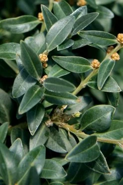 Arctic Emerald Columnar Boxwood - 1 Gallon Pot -Shrub Plant Shop buxus sempervirens arctic emerald boxwood 16