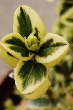 Variegated Boxwood (Buxus Sempervirens 'Aureovariegata') - 2 Gallon Pot - SALE -Shrub Plant Shop buxus sempervirens aureovariegata variegated boxwood 1