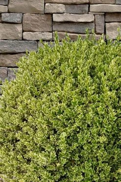 Variegated Boxwood (Buxus Sempervirens 'Aureovariegata') - 2 Gallon Pot - SALE -Shrub Plant Shop buxus sempervirens aureovariegata variegated boxwood 10