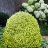 Variegated Boxwood (Buxus Sempervirens 'Aureovariegata') - 2 Gallon Pot - SALE