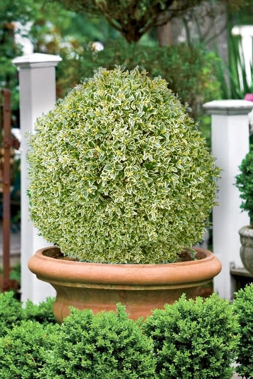 Elegans Variegated Boxwood - Buxus Sempervirens 'Elegantissima' - 6 Pack Of 1 Gallon Pots 4 Elegans Variegated Boxwood - Buxus Sempervirens 'Elegantissima' - 6 Pack Of 1 Gallon Pots - Image 4
