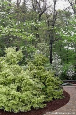 Elegans Variegated Boxwood - Buxus Sempervirens 'Elegantissima' - 6 Pack Of 1 Gallon Pots 11 Elegans Variegated Boxwood - Buxus Sempervirens 'Elegantissima' - 6 Pack Of 1 Gallon Pots -Shrub Plant Shop buxus sempervirens elegantissima variegated boxwood 102