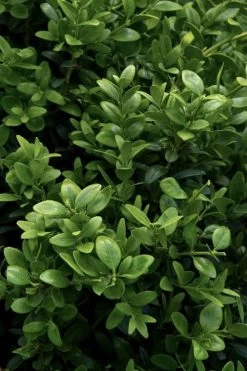 Green Tower Boxwood - 3 Gallon Pot -Shrub Plant Shop buxus sempervirens monrue green tower boxwood 1