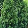 Green Tower Boxwood - 2 Gallon Pot